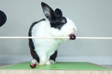 Rabbit Curbs his Eating