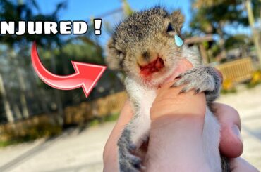 BABY SQUIRREL FOUND ABANDONED & INJURED ! WHAT NOW ?!