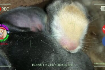 3 Cute Baby Bunnies Day 7 (DOB: March 9, 2020) - Bongskie Rabbitry Cebu - Bisdak Edition