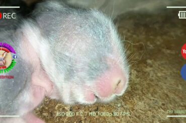 3 Cute Baby Bunnies Day 6 (DOB: March 9, 2020) - Bongskie Rabbitry Cebu - Bisdak Edition