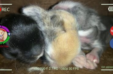 3 Cute Baby Bunnies Day 8 (DOB: March 9, 2020) - Bongskie Rabbitry Cebu - Bisdak Edition
