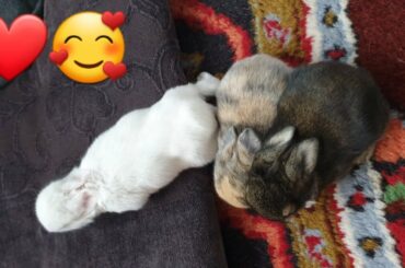 Three Small And Beautiful Rabbits