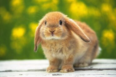 cute bunny cute rabbits cute bunnies doing things funny animals funny pets  2020