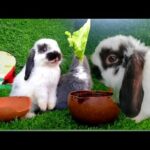 Daily Life Rabbit Jenny Today is 76 days old Smart cute cute HD  720p