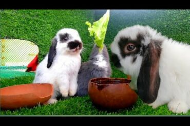 Daily Life Rabbit Jenny Today is 76 days old Smart cute cute HD  720p