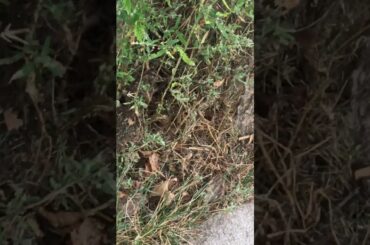 Found baby rabbit under tree