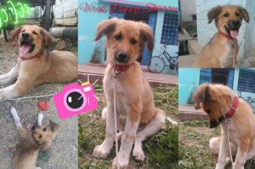 Viral Puppy Sharry Photoshoot Video | $arry Lovely New Photographs March 2020