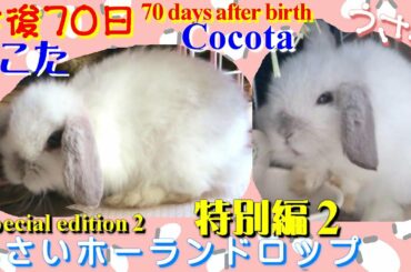 #50 特別編2【うさぎのここた生後７０日】(Rabbit "Cocota" 70 days after birth) 赤ちゃん ロップイヤー ホーランドロップ うさぎ Bunny