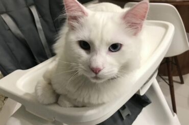 My very very mean,cute,and funny cat/bunny