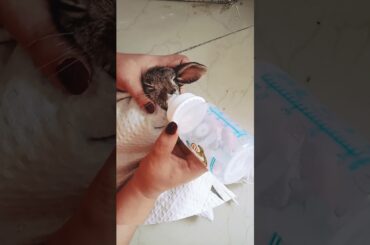 Cute rabbit ❤️❤️ (part 2)