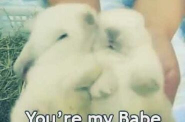 Cute bunny 🐰🐇❤