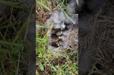 Sleeping cute peaceful wild baby rabbits 귀여운 야생 토끼 아기들