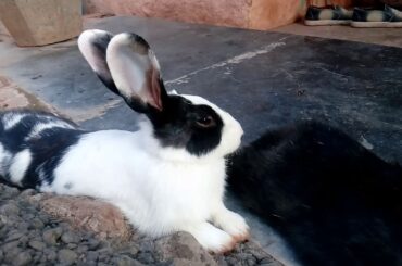 Cute rabbits on sweet movements /apg ramki video
