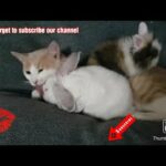 [MyLIZ Episode 2] Cat hugging and kissing with 2 baby dwarf rabbits