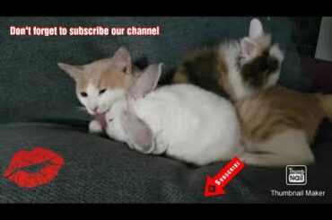 [MyLIZ Episode 2] Cat hugging and kissing with 2 baby dwarf rabbits