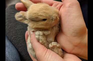 The cutest baby goat and baby bunnies!