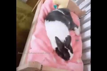Cute bunny falls asleep