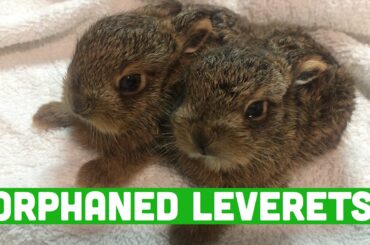 CUTE LEVERETS (baby hare) orphaned wildlife