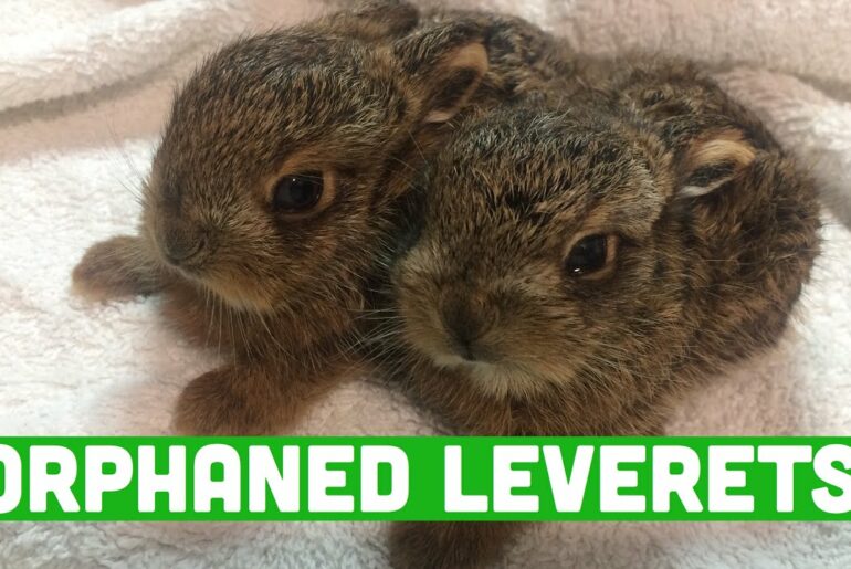 CUTE LEVERETS (baby hare) orphaned wildlife