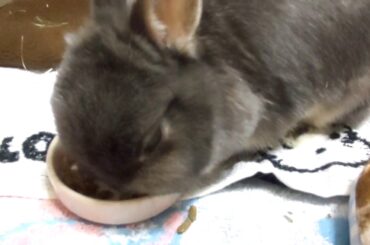 こぼれてるよ～。うさぎのむむ♪Cute Mumu bunny