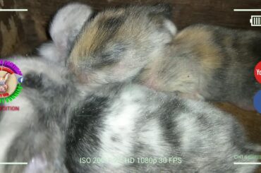 3 Cute Baby Bunnies Day 9 (DOB: March 8, 2020)