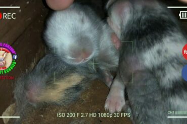 3 Cute Baby Bunnies Day 7 (DOB: March 8, 2020)