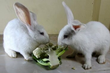 The Cutest Rabbits PoyPoy & PomPom ASMR Cauliflower