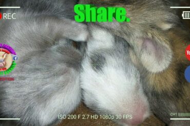 3 Cute Baby Bunnies Day 8 (DOB: March 8, 2020)