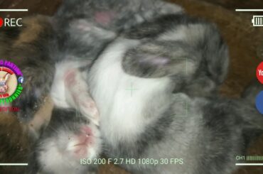 3 Cute Baby Bunnies Day 10 (DOB: March 8, 2020)