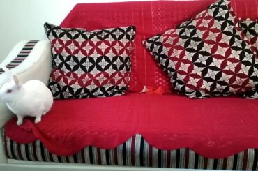 ☺☺☺☺My cute RABBIT -chikooo - Entertainment -Funny video