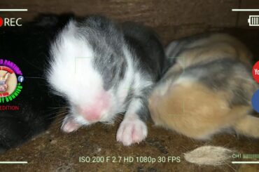 3 Cute Baby Bunnies Day 9 (DOB: March 9, 2020) - Bongskie Rabbitry Cebu - Bisdak Edition