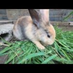 Rabbits cute happy eat grass | bunny cute