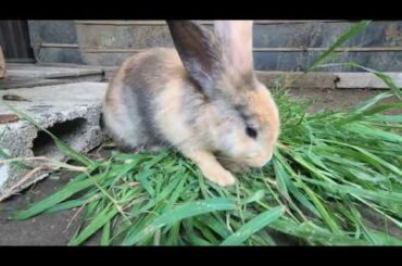 Rabbits cute happy eat grass | bunny cute