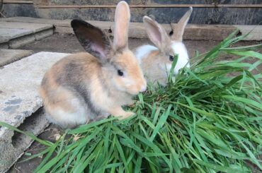 Rabbits cute eat grass | bunny care