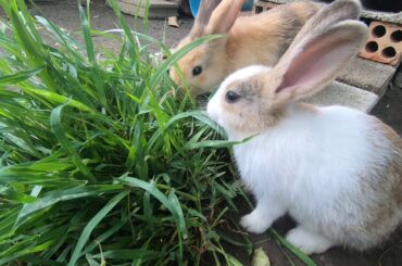 Rabbits eat grass | bunny growing with eating | cute