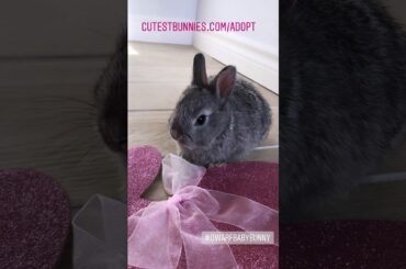 Chinchilla Netherland Dwarf Cutest Bunny 🐰