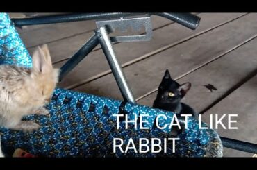 Bunnies scare the cat around- delicious water melon