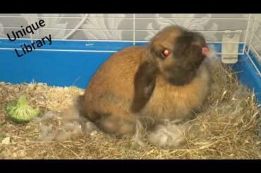 Rabbit giving birth to babies
