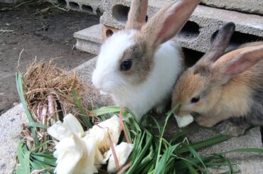 Rabbit eat cabbage and grass | bunny lovely