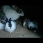 Rabbit Babies Funny Reaction ||Daisy Rabbit ||Pail Birds And Animals ||