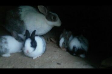 Rabbit Babies Funny Reaction ||Daisy Rabbit ||Pail Birds And Animals ||