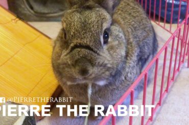 Cute pierre bunny  eating