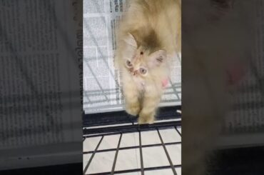 Cat cute little bunny