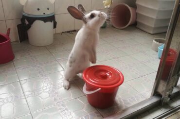 Cute baby bunny rabbit video: Play time eating vegetable 逗兔子吃蔬菜