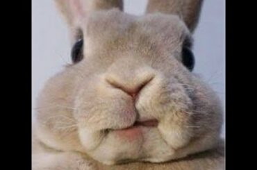 RABBIT & Squirrel-Mammal Nature-Animal Nature