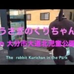 The rabbit Kurichan in the park at oita city. He is cute japanese character.