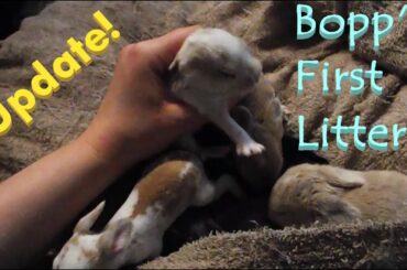 Bopp's First Litter of Baby Bunnies Update