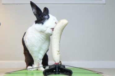 Rabbit Eating Frozen Banana ASMR
