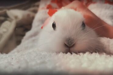 Sweet baby rabbit