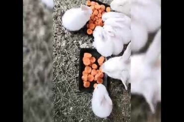 Malalaki na ang mga baby rabbit,, lucky 7